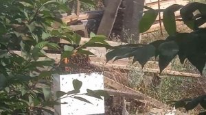 как поймать улетевший рой пчел