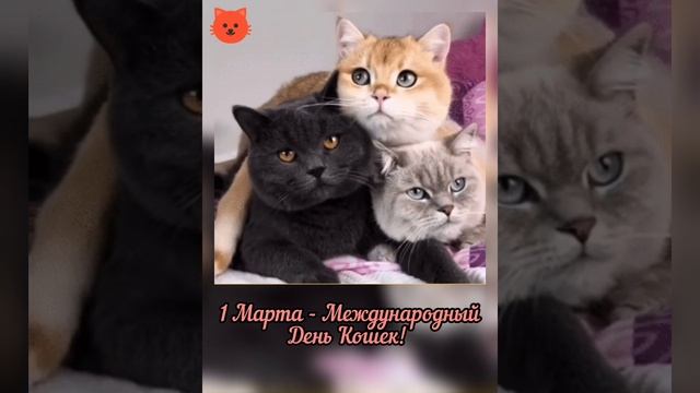 День Кошек ?