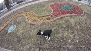 Обучение щенка,  команда "ко мне"