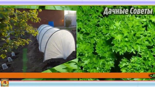 Вот она ГЕНИАЛЬНАЯ идея! Как можно сохранить ПЕТРУШКУ до ЗИМЫ на грядке до МОРОЗОВ Дачные Секреты