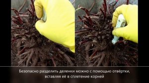 Пересадка пионов на другое место