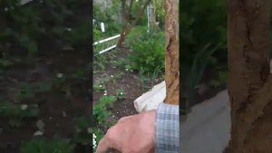 Как лечить деревья, манелиоз