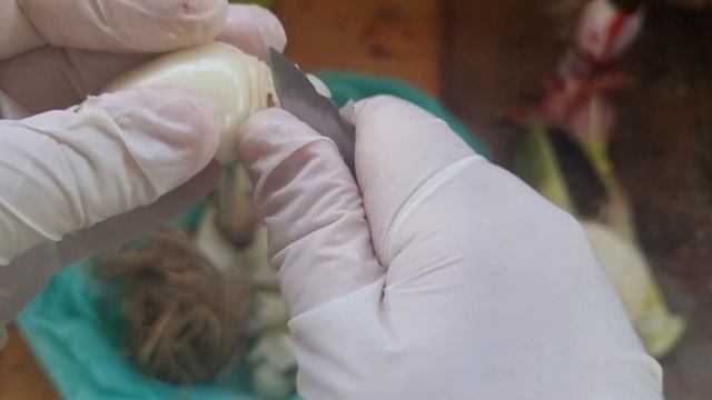 обработка луковицы Double Shine, клещевые капсулы, поражение детки клещами смотреть онлайн