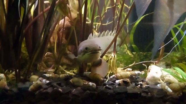 Рыба дракон (Polypterus senegalus) 2 смотреть онлайн