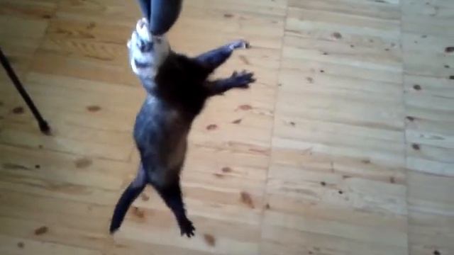 Хорёк и велосипедная камера) смотреть онлайн