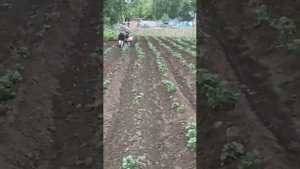 Патриот Урал М. Окучивание дисковым окучником.