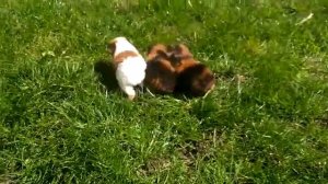 Морские свинки Американский тедди