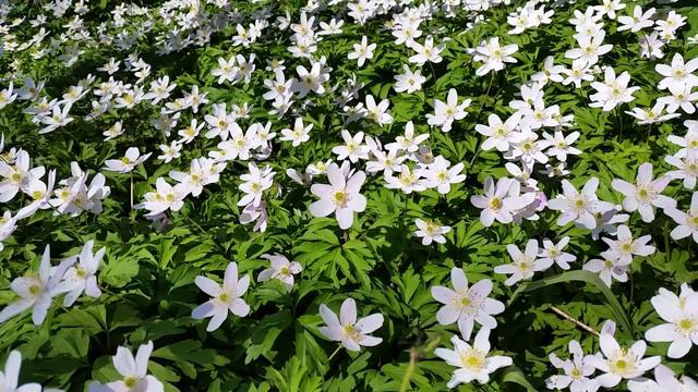 Bosanemonen смотреть онлайн