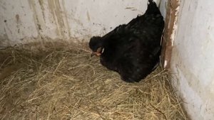 Курица квочка вывела Маранов и Китайских Шелковых цыплят