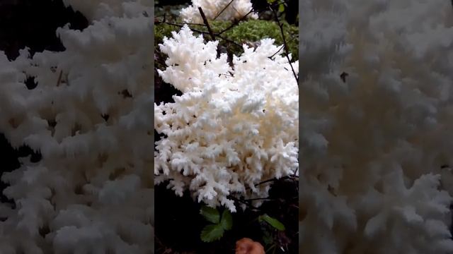 Грибы из красной книги смотреть онлайн