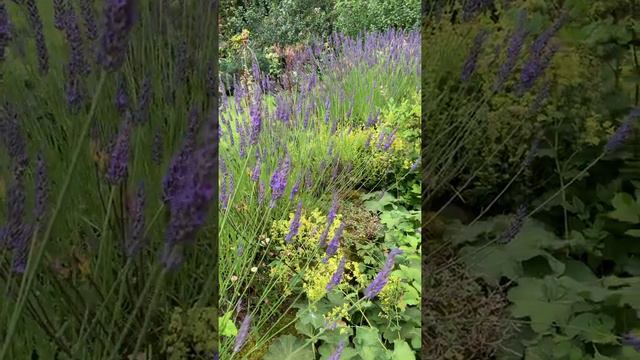 The Loveliness Of Lavender | UK Summer | 29 July 2022 | Holly Boydell смотреть онлайн