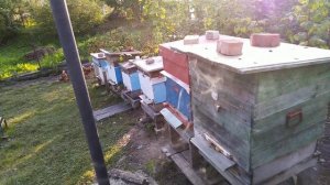 Обработка препаратом эндовираза(эндоглюкин)!