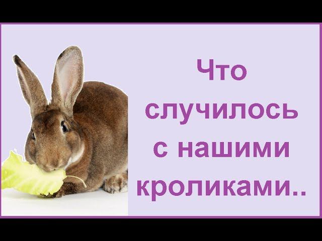 Моя кроличья ферма// Кролики летом// Что у нас происходит