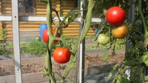 Сорт - "АФОНСКИЕ". Томаты от Фёдора.