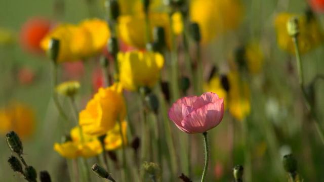 City at night Pink flower close up Clouds (time lapse) смотреть онлайн