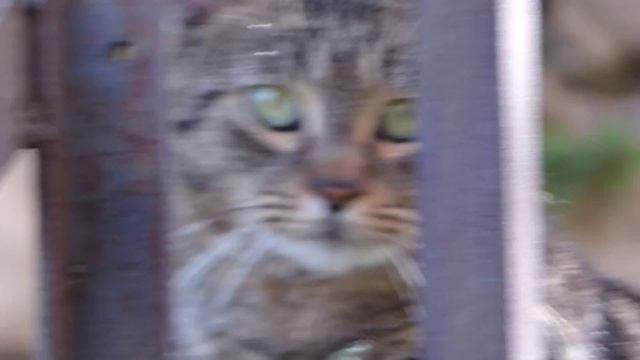 Panasonic FZ72 insane 60X zoom - a wild cat - 10 mt. far away смотреть онлайн