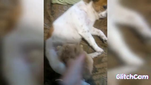 что за безобразие? 2 месяца будет персику а он не отучиться от... смотреть онлайн