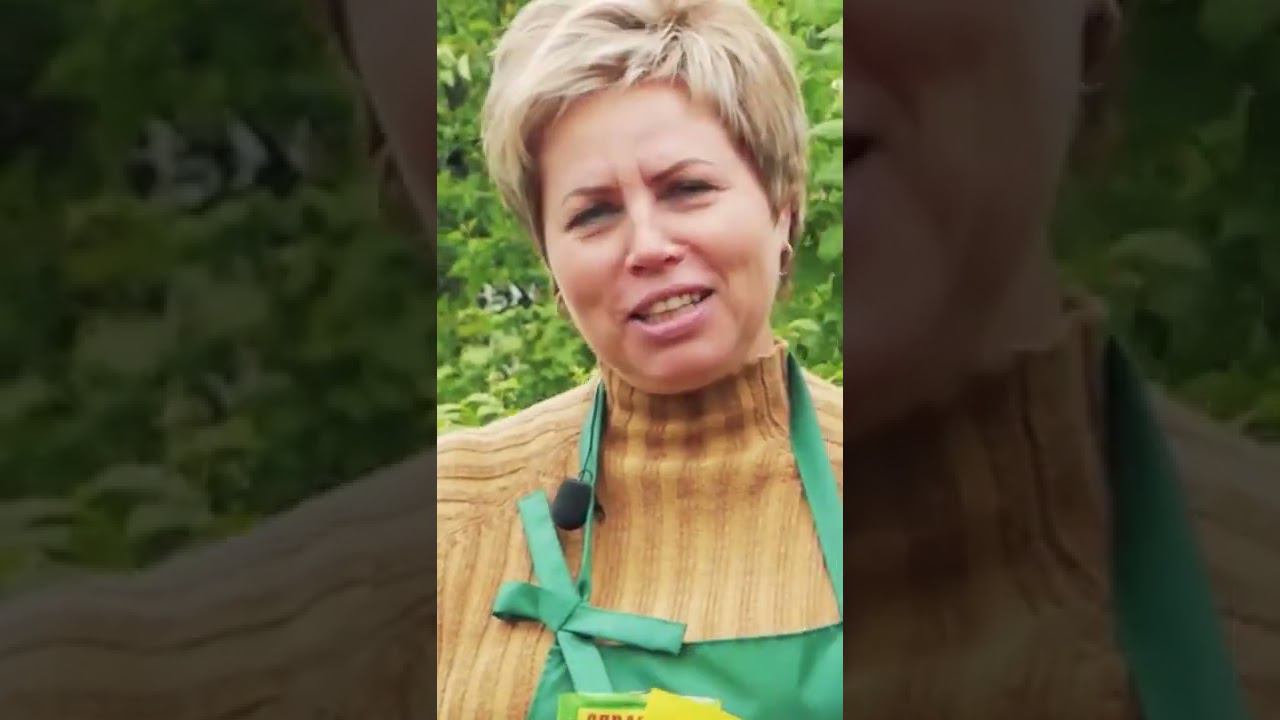 Важная подкормка чеснока в июне