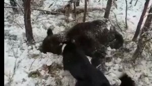 Хозяин тайги!