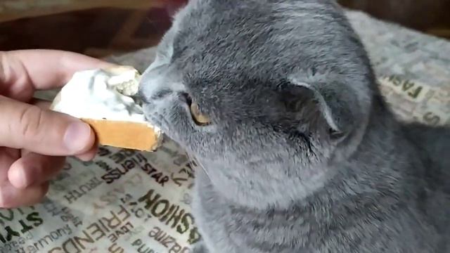 Кот Лева попробовал селедку с майонезом. смотреть онлайн