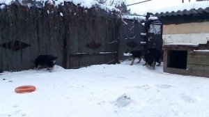 Щенки немецкой овчарки