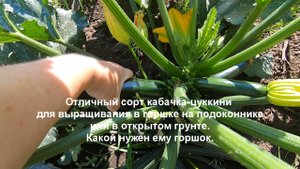 Отличный сорт кабачка-цуккини для выращивания в горшке на окне и в грунте. Какой нужен горшок..mp4