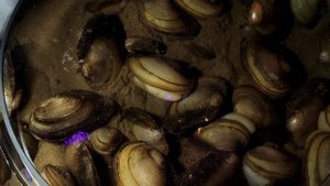 Речные мидии перловицы живут дома