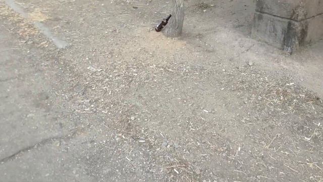 Мусорные улицы Читы. улица Курнатовского. 22.02.2020 смотреть онлайн