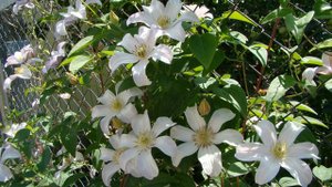 Еще раз о зимостойкости клематисов