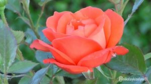 ненаглядная, Автор Николай Киселёв