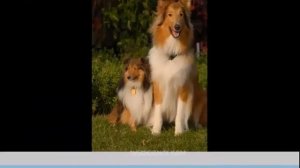 Шелти. Лучшие породы собак.