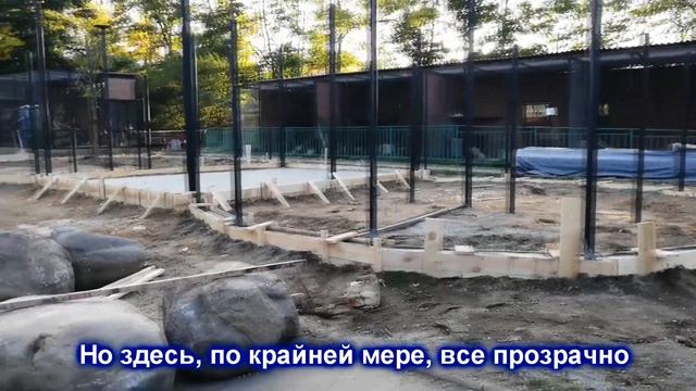 Что случилось со львенком? Загадочное исчезновение в зоопарке. смотреть онлайн