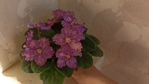 Фиалка ЛЕ-Мелодия Дождя