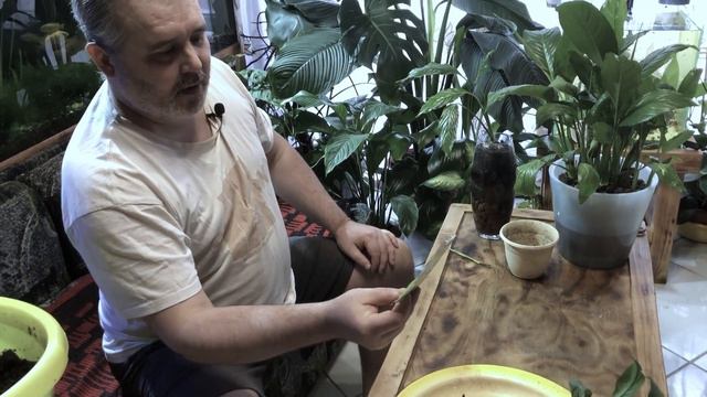 Спасение спатифиллума задохлика, сажаем в кокосовый грунт