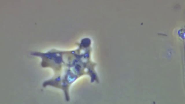 Flying Lotus - All the Secrets смотреть онлайн