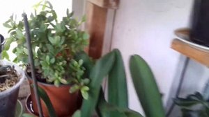 Болеют листья азалии