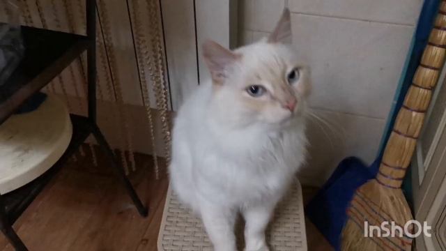 Диетическое питание для кошки своими руками.