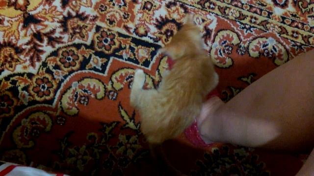 Рыжий котёнок нападает на тапок смотреть онлайн