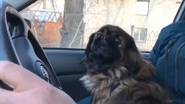 Пекинес разговаривает)