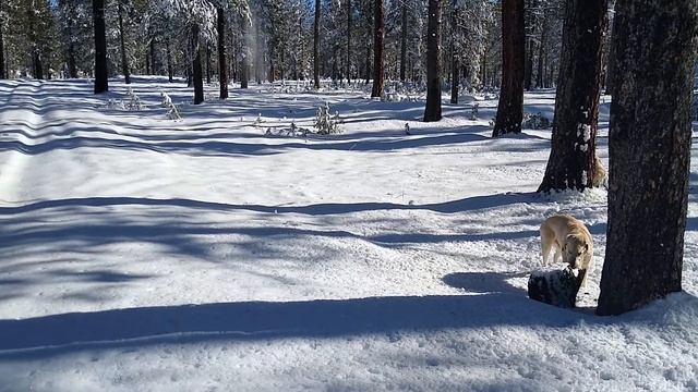 Docker and Neva playing in the snow near Swain Mountain смотреть онлайн