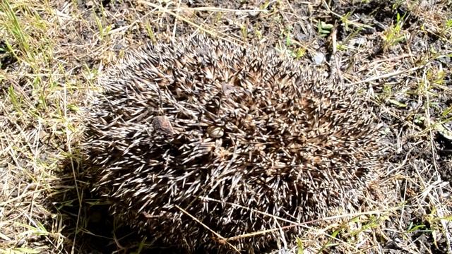 Ежик злится Какие звуки издает ежик когда злится смотреть онлайн