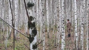 Сюжет с испытаний гончих.