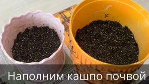 Бегония листовая тигровая. Пересадка и размножение. Begonia.