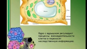 Строение растительной клетки //презентация