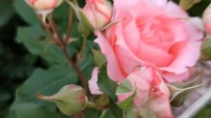 Розовый сад! Цветение роз 2022 год!