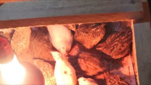 Перепелята питаются опарышем