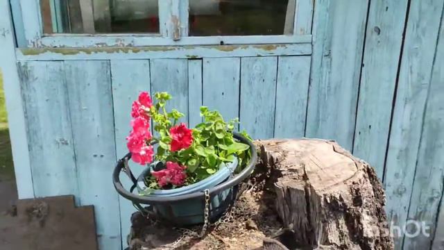Обзор петуньи в покрышках и кашпо смотреть онлайн