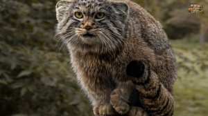 Дикий кот Манул