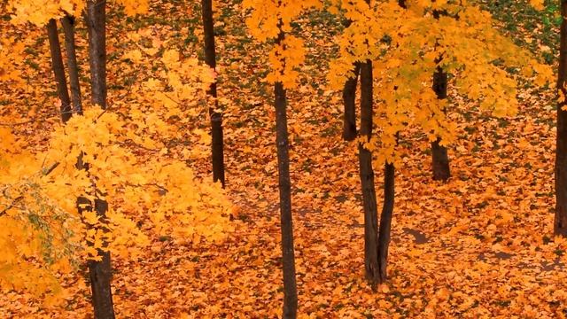 Осенний лес и красивое пение птиц. Осенняя атмосфера и осенняя листва. Расслабляющее видео природы