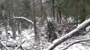 Заготовка дров своими силами. Одна в лесу с бензопилой